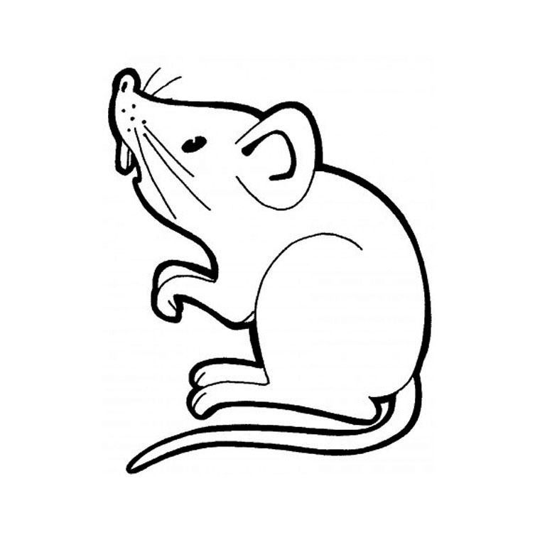 Rat mignon se promenant sur un chemin en pleine nature