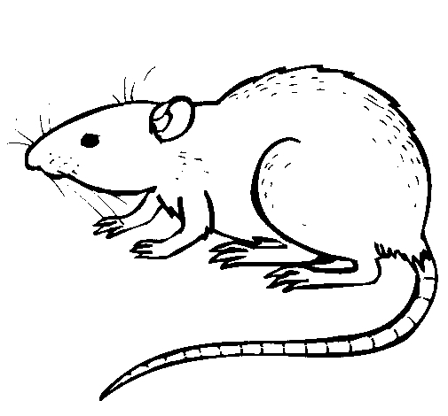 Un rat espiègle en pleine exploration dans un décor naturel