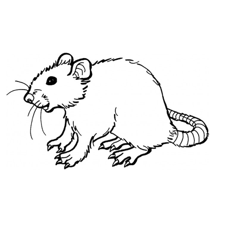 Un rat souriant sur un fond de nature