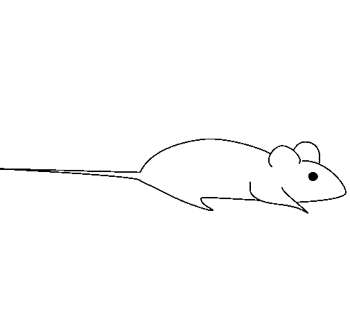 Un rat curieux explorant son environnement