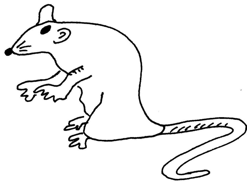 Un rat curieux observant son environnement