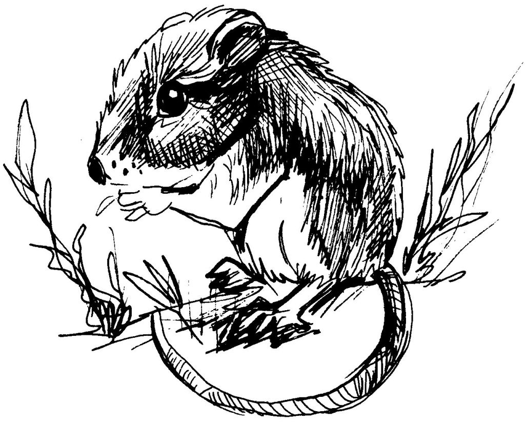 Un rat espiègle explorant son environnement