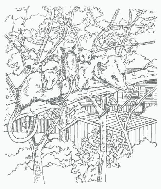 Un rat curieux explorant un environnement naturel