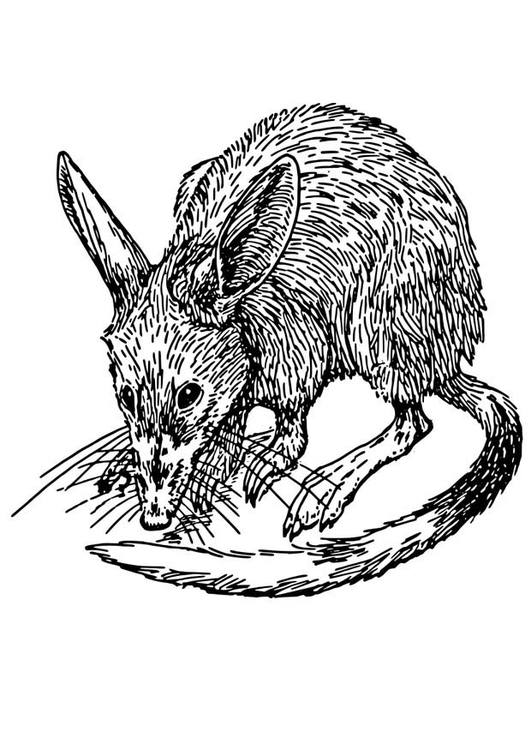 Un rat curieux explorant un environnement paisible