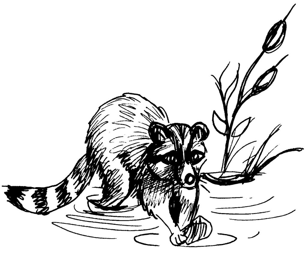 Un raton laveur curieux explorant la nature