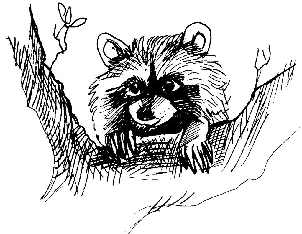 Coloriage Raton laveur #9783 à imprimer Coloriage Raton laveur #9783 à imprimer