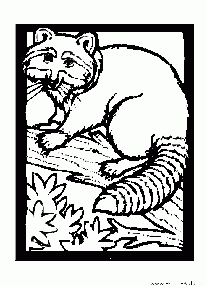 Un raton laveur curieux parmi les feuilles