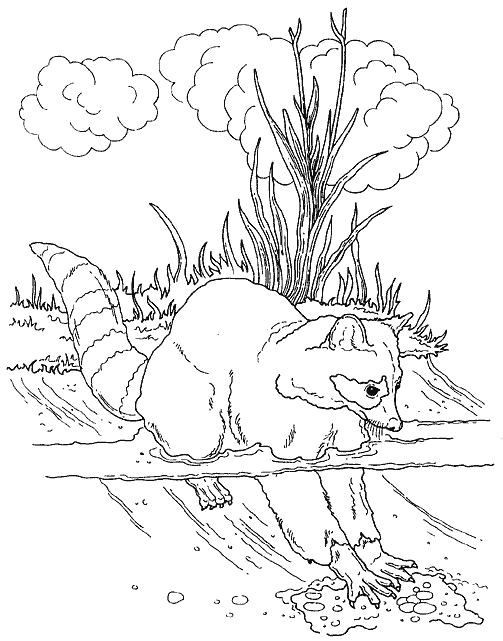 Raton laveur en pleine exploration dans son habitat naturel