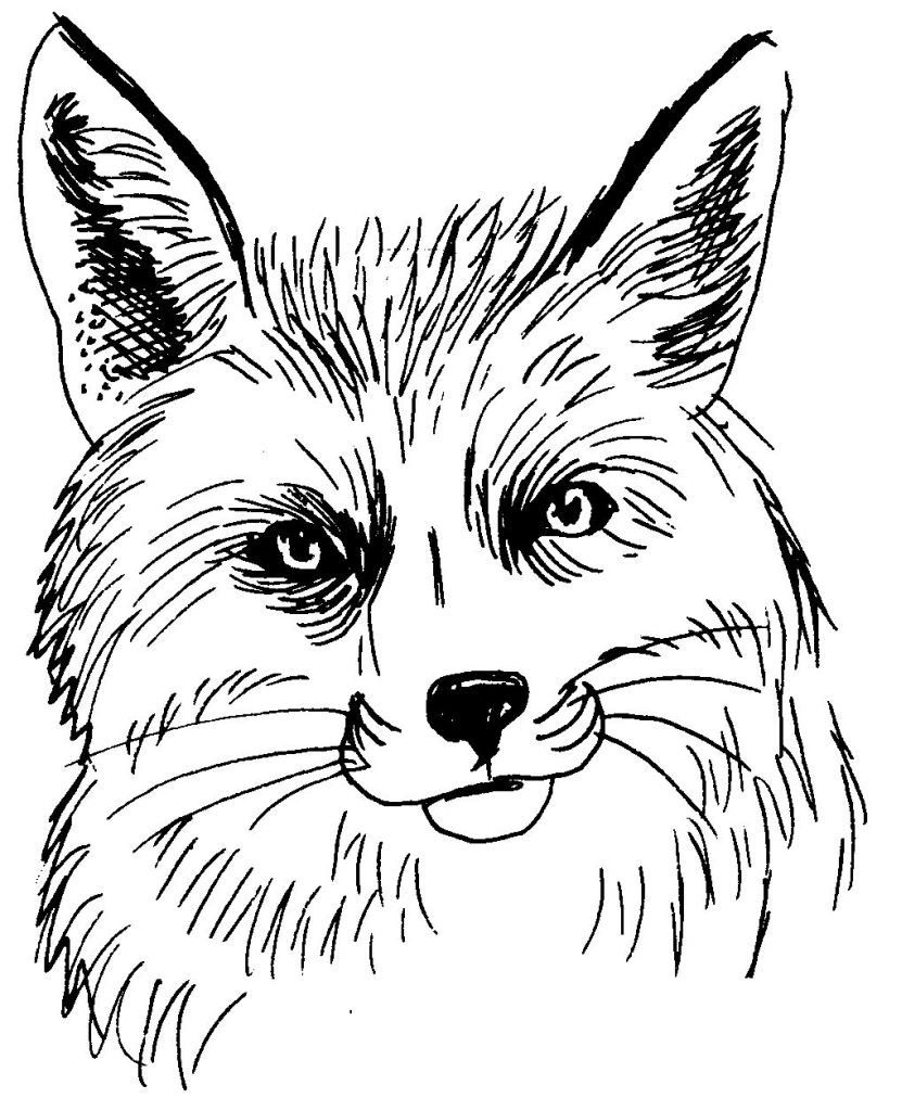 Un renard curieux explorant la forêt