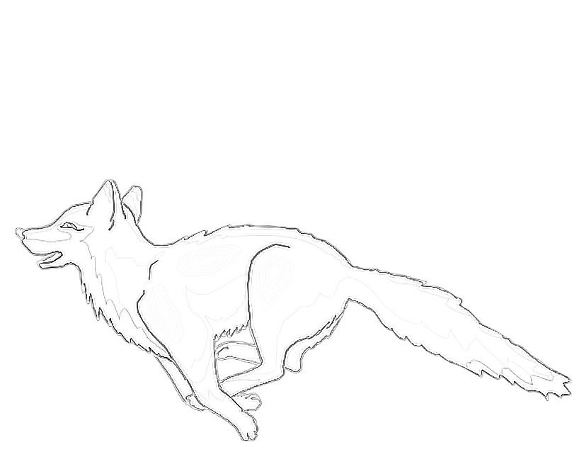 Un renard curieux explorant la forêt