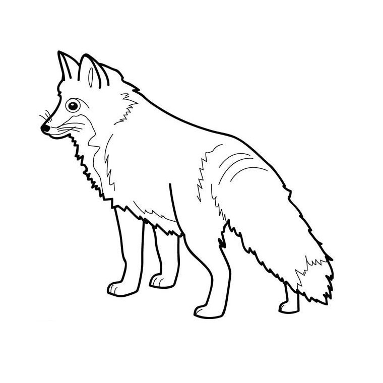 Un renard curieux dans la forêt