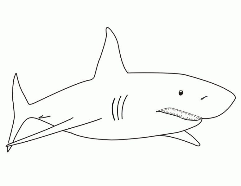Requin nageant dans les eaux océaniques