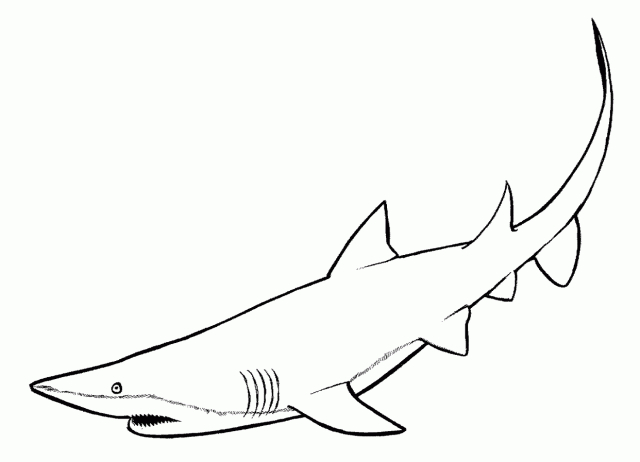 Un requin nageant dans les profondeurs marines