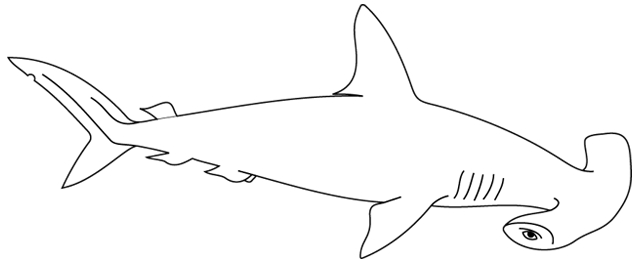 Requin nageant dans les profondeurs marines