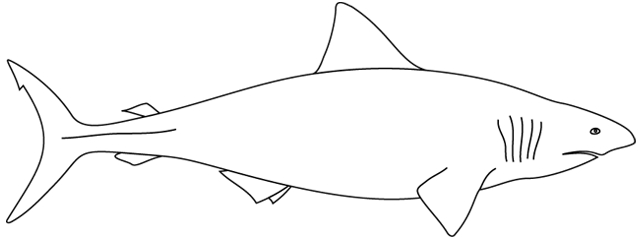 Un requin en pleine nage dans les profondeurs marines