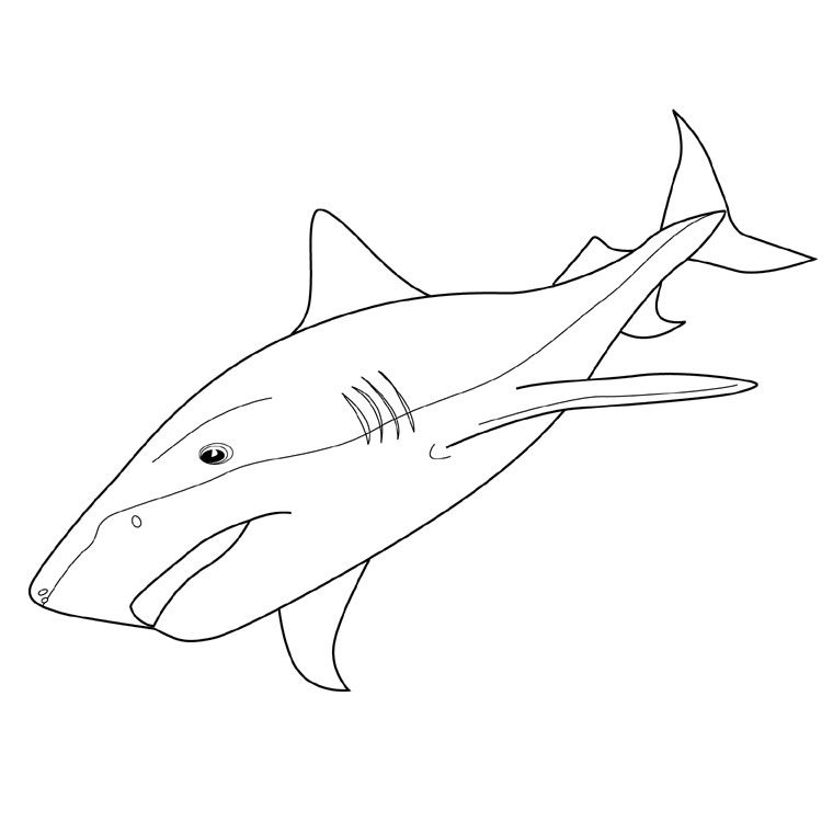Requin nageant dans son habitat marin