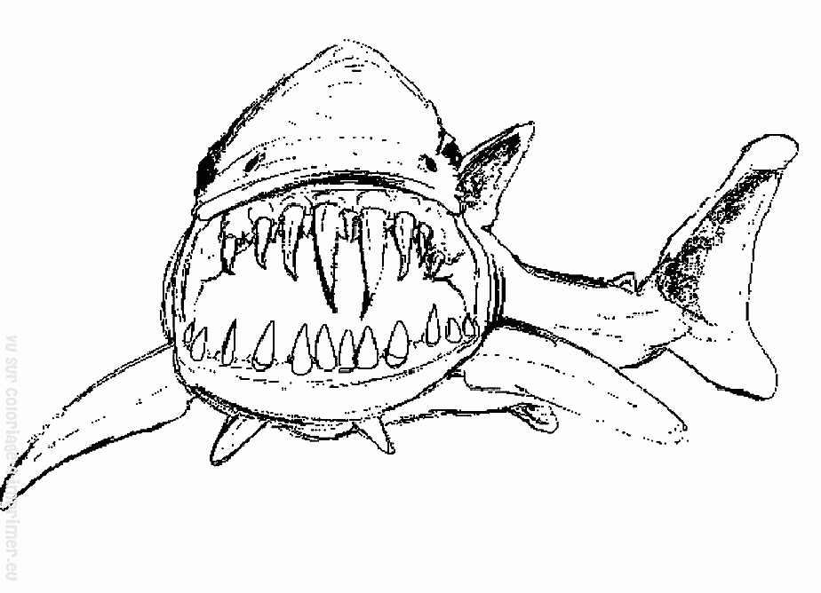 Un requin nageant dans l'océan