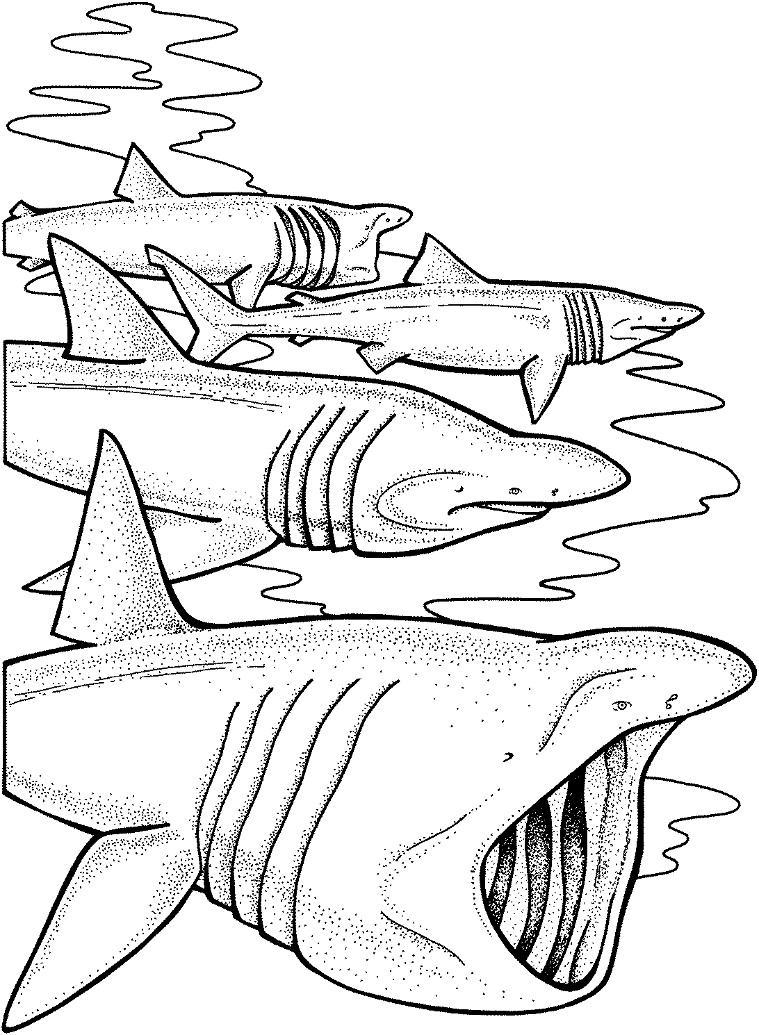 Un requin en pleine nage dans l'océan