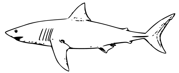Requin en pleine nage dans un océan stylisé
