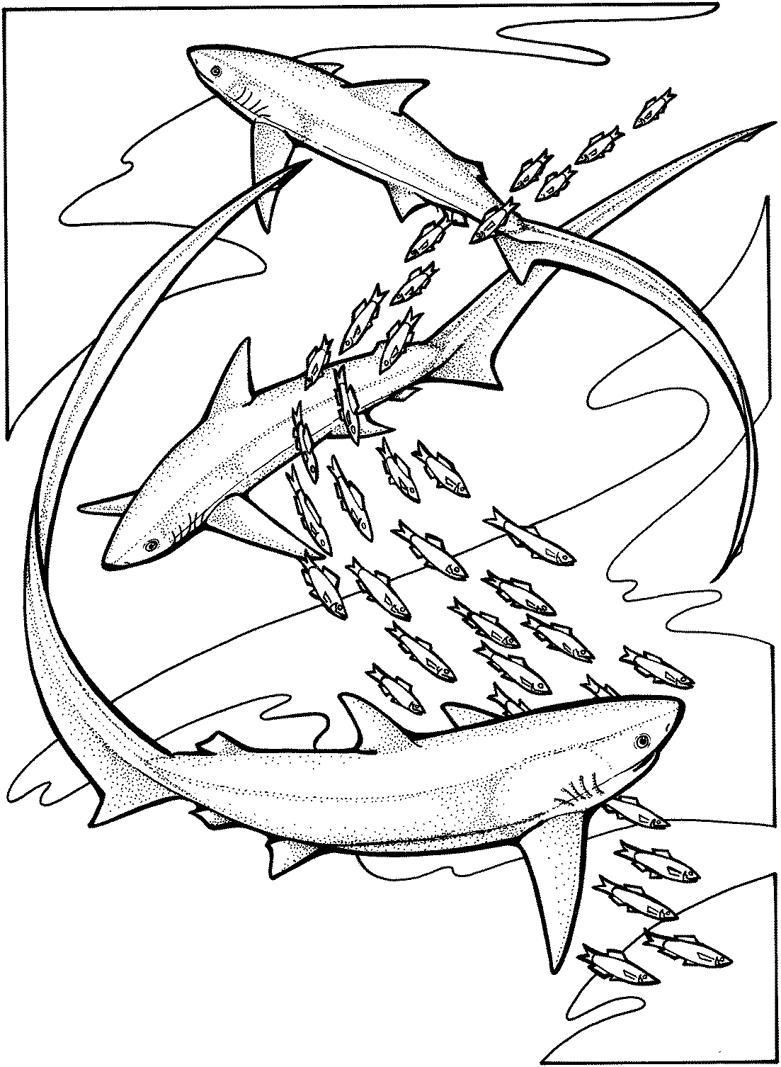Un requin en pleine nage parmi les vagues