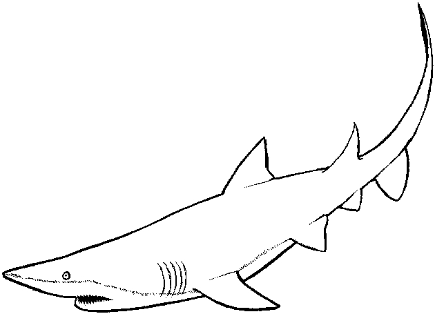 Requin en pleine nage dans un fond marin