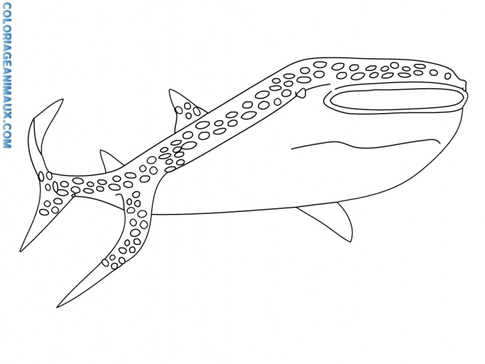 Coloriage d'un requin évoluant dans les profondeurs marines