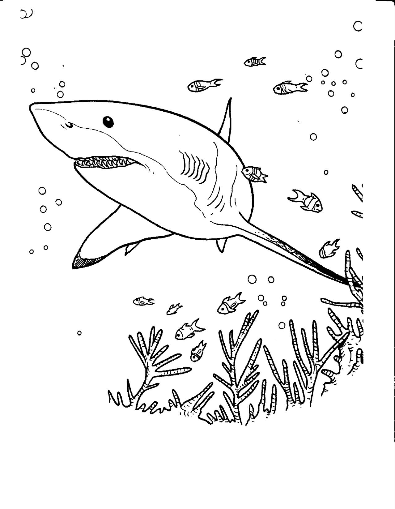 Requin nageant dans les eaux océaniques
