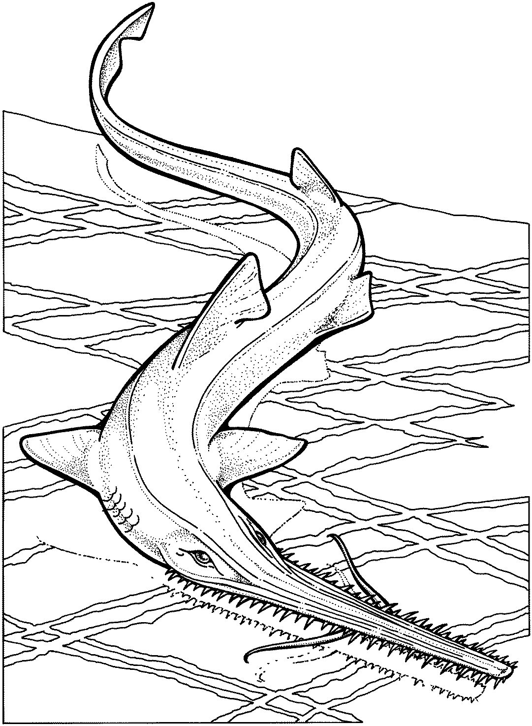 Coloriage d'un requin nageant dans l'océan