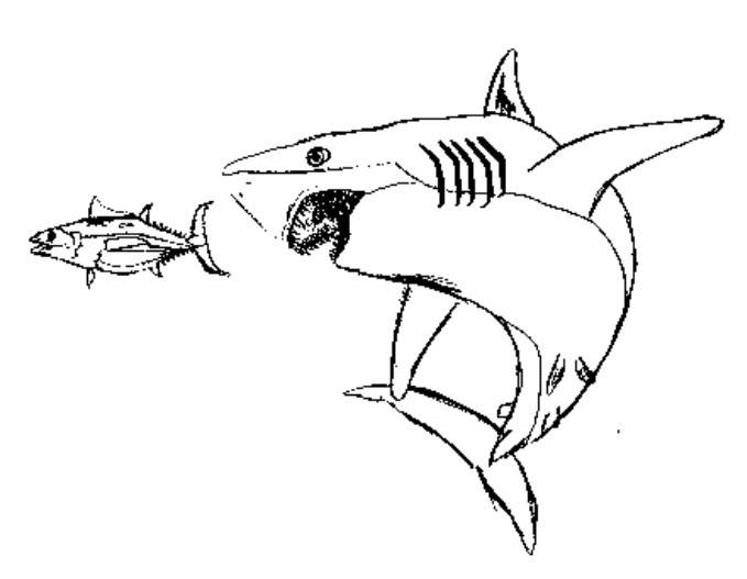 Un requin nageant paisiblement dans l'océan
