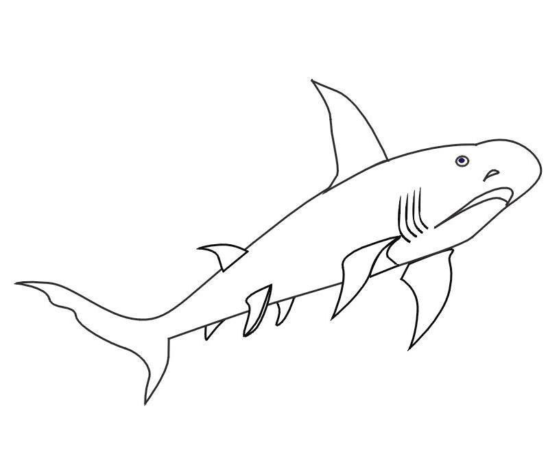 Un requin majestueux nageant dans les profondeurs marines