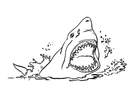 Un requin majestueux nageant dans un océan paisible