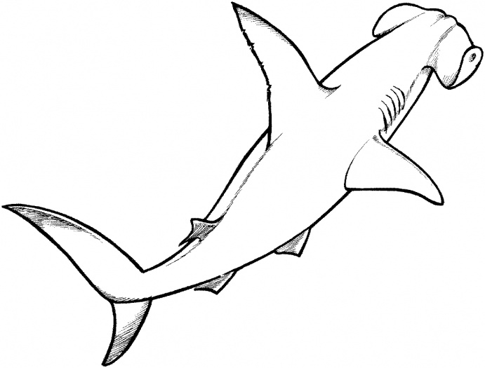 Un requin majestueux nageant dans l'océan