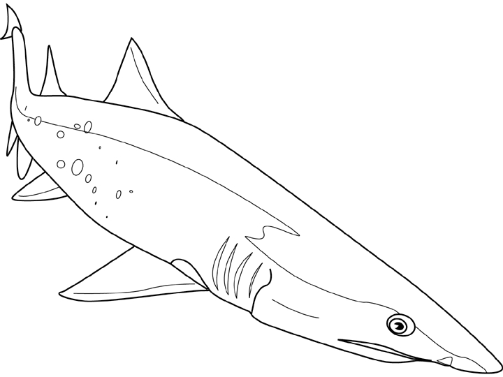 Coloriage d'un requin nageant dans l'océan