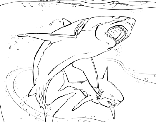 Un requin majestueux nageant dans l'océan