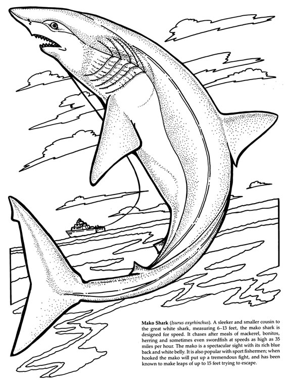 Requin nageant dans l'océan