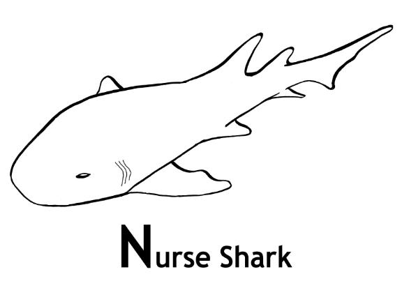 Requin nageant dans l'océan