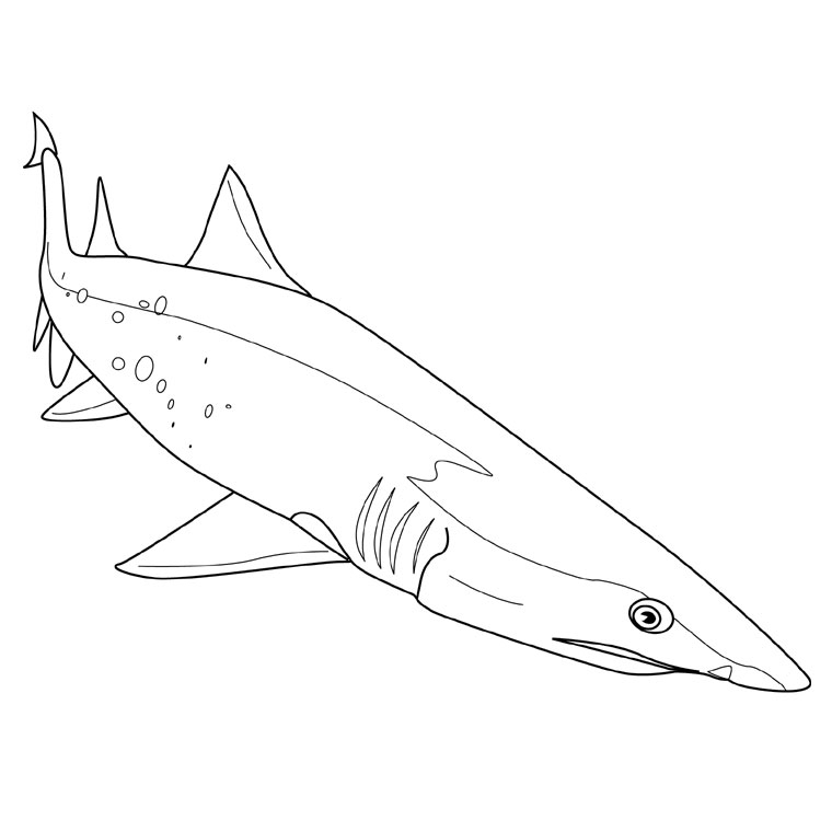 Un requin majestueux nageant dans l'océan