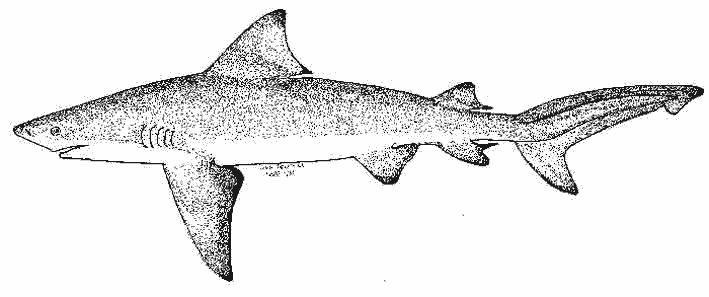 Un requin nageant paisiblement dans l'océan