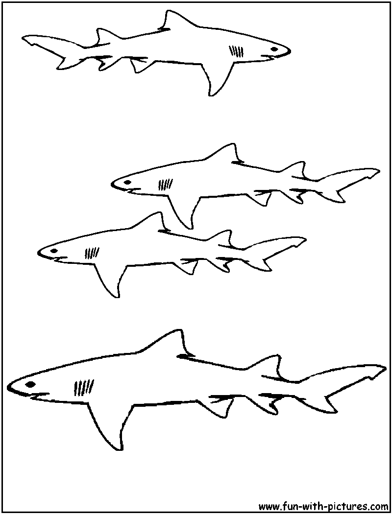 Un requin majestueux nageant dans l'océan