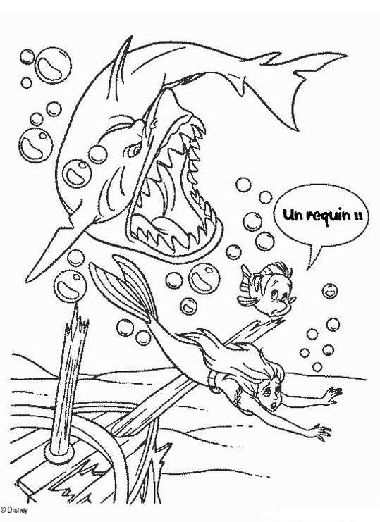 Un requin majestueux nageant dans l'océan