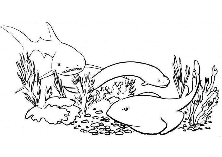 Coloriage d'un requin nageant dans l'océan