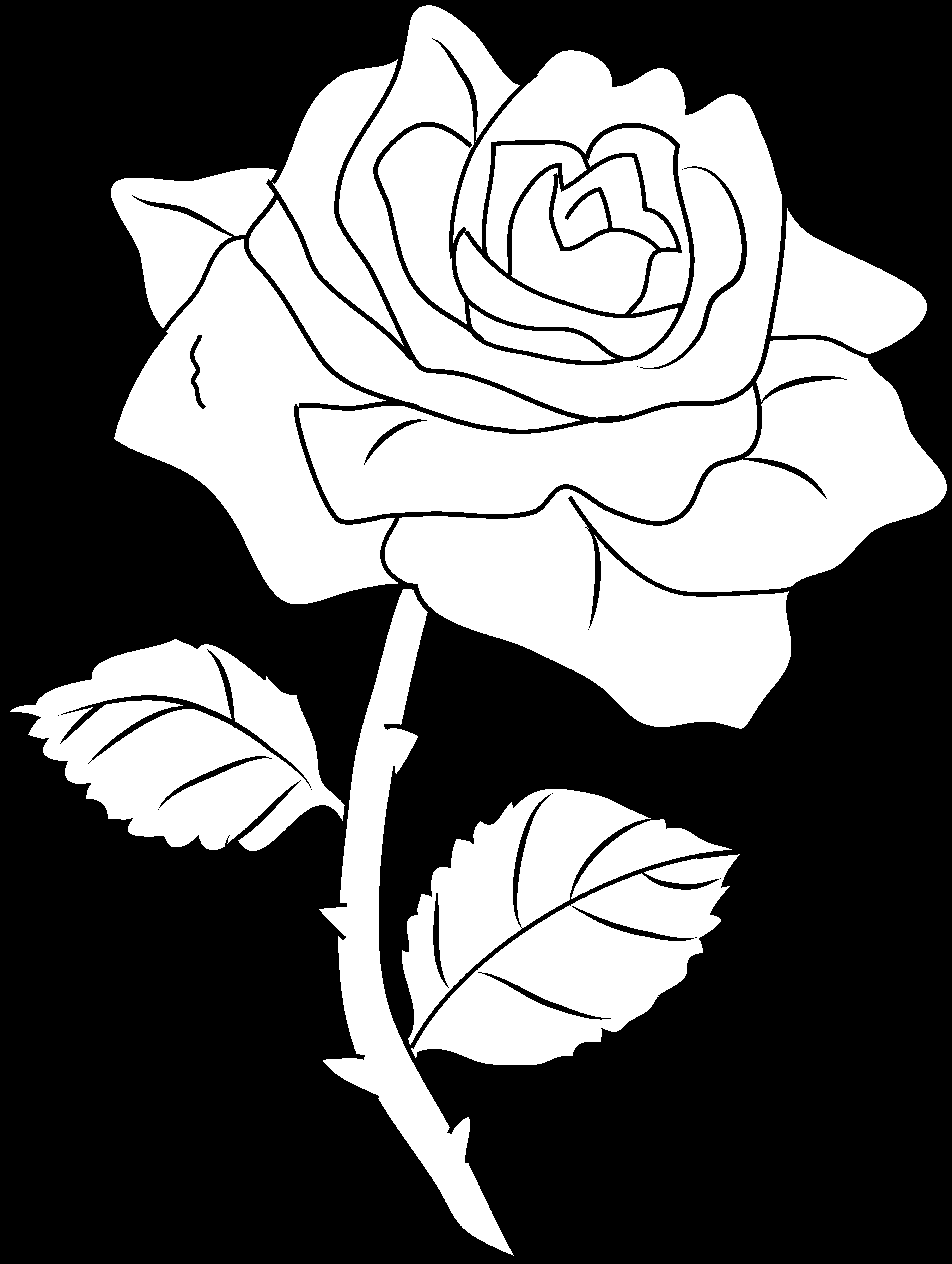 Coloriage de roses délicates en pleine floraison