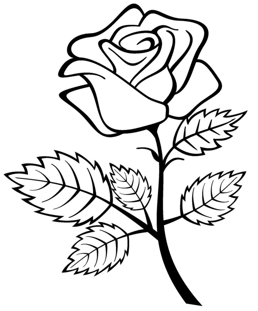 Coloriage de roses en pleine floraison entourées de feuilles