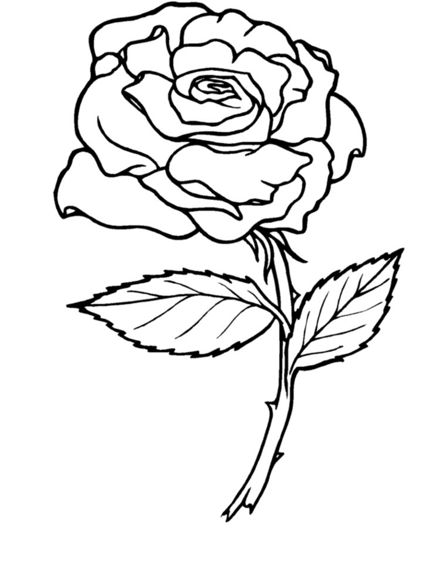 Coloriage de roses en pleine floraison entourées de feuillage
