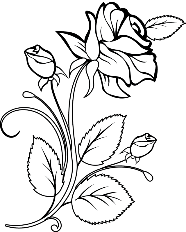 Coloriage de roses avec tiges et feuilles détaillées