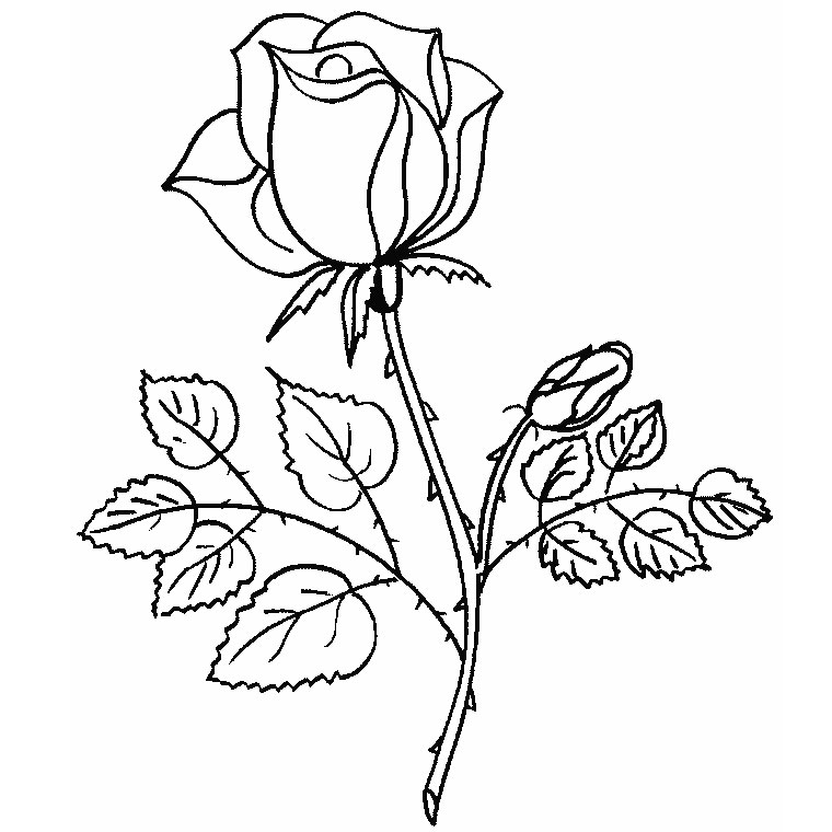 Coloriage de roses en pleine floraison entourées de feuillage