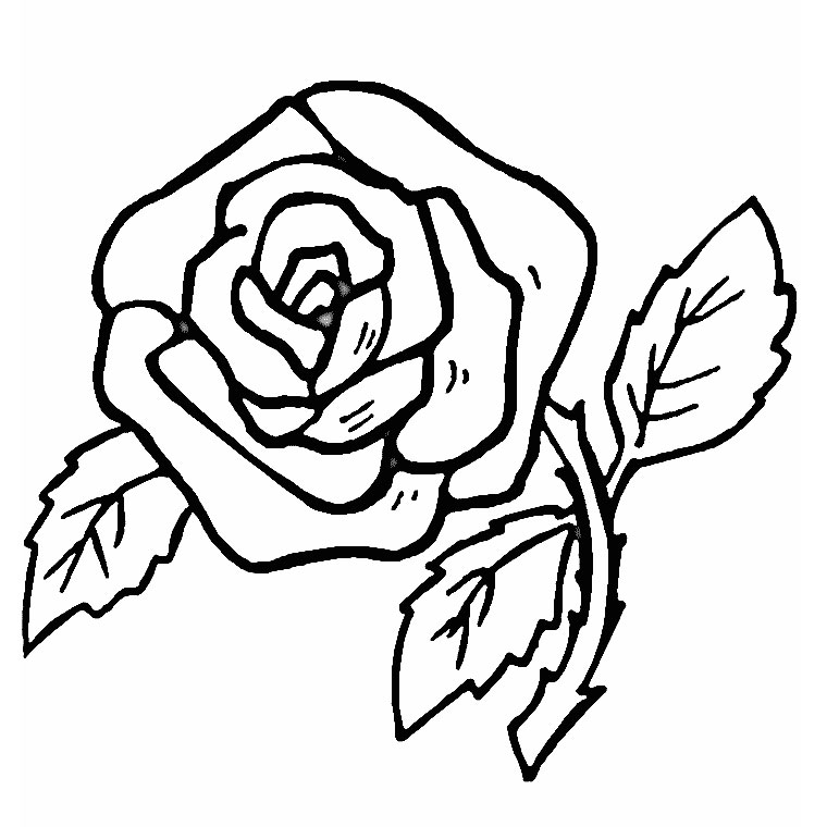 Coloriage de roses en pleine floraison sur un fond naturel