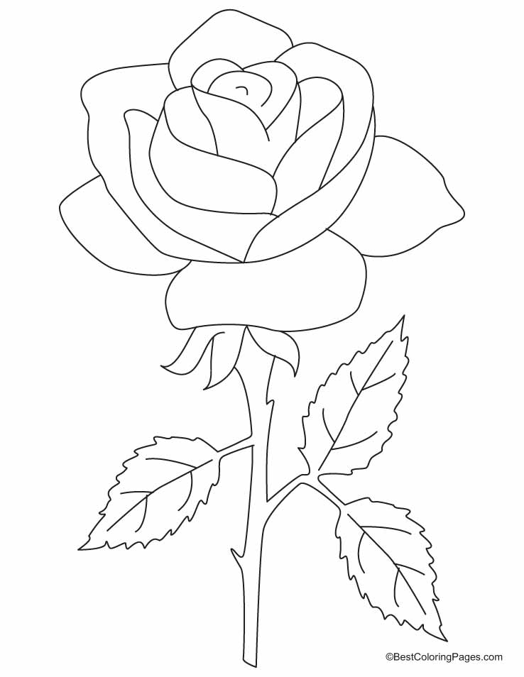 Coloriage de roses en pleine floraison dans un cadre naturel