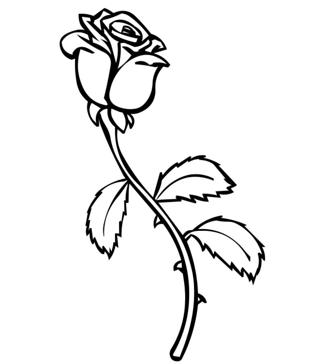 Roses en fleurs à colorier sur fond texturé