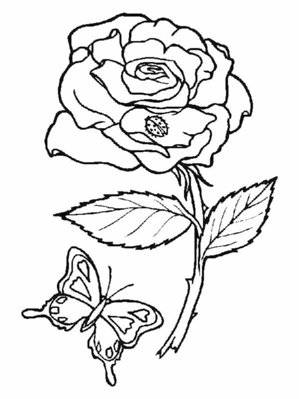 Roses en pleine floraison sur fond de verdure